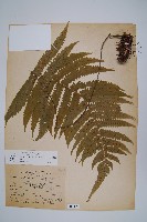 密毛毛蕨藏品圖，第1張