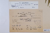 密毛毛蕨藏品圖，第2張