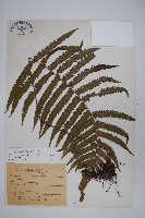 密毛毛蕨藏品圖，第1張