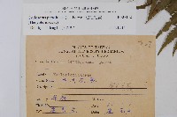 密毛毛蕨藏品圖，第2張