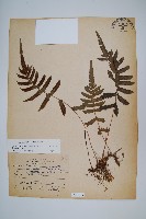 毛蕨藏品圖，第1張