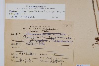 毛蕨藏品圖，第2張