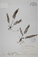 愛氏鐵線蕨藏品圖，第1張