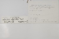 愛氏鐵線蕨藏品圖，第2張