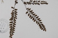 愛氏鐵線蕨藏品圖，第3張