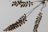 愛氏鐵線蕨藏品圖，第4張