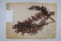 腎蕨藏品圖，第1張