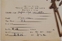 腎蕨藏品圖，第2張