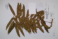 觀音座蓮藏品圖，第1張