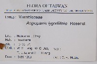 觀音座蓮藏品圖，第2張