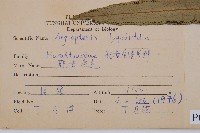 觀音座蓮藏品圖，第2張