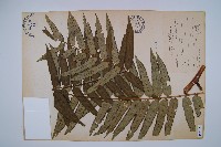 觀音座蓮藏品圖，第1張