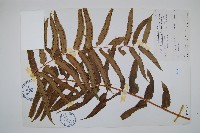 長葉腎蕨藏品圖，第1張