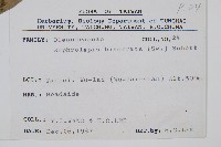 長葉腎蕨藏品圖，第2張