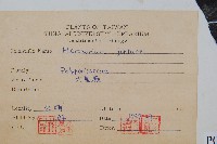 大星蕨藏品圖，第2張