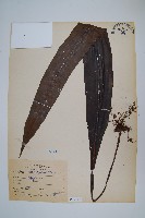 大星蕨藏品圖，第1張