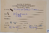 大星蕨藏品圖，第2張