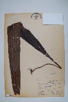 大星蕨藏品圖，第1張