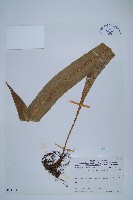 大星蕨藏品圖，第1張