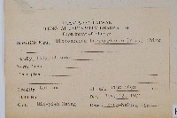 波氏星蕨藏品圖，第2張