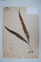 波氏星蕨藏品圖，第1張