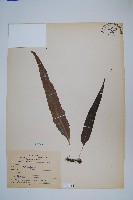 波氏星蕨藏品圖，第1張