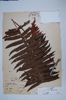 臺灣水龍骨藏品圖，第1張