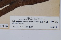 臺灣水龍骨藏品圖，第2張