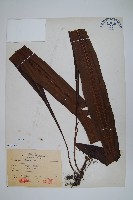 大星蕨藏品圖，第1張