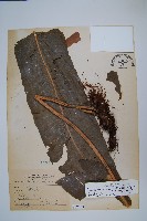 龍骨星蕨藏品圖，第1張