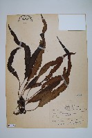 波氏星蕨藏品圖，第1張