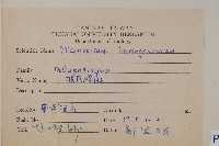 波氏星蕨藏品圖，第2張