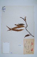 波氏星蕨藏品圖，第1張