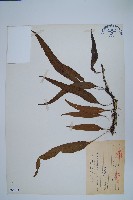 波氏星蕨藏品圖，第1張