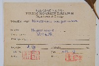 波氏星蕨藏品圖，第2張