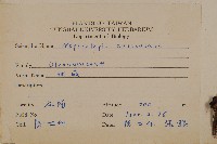 腎蕨藏品圖，第2張