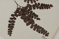 扇葉鐵線蕨藏品圖，第3張