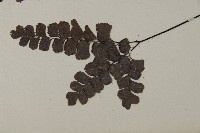 扇葉鐵線蕨藏品圖，第5張