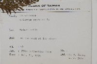 鞭葉鐵線蕨藏品圖，第2張