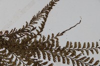 鞭葉鐵線蕨藏品圖，第4張