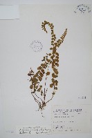 圓葉陵齒蕨藏品圖，第1張