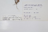 圓葉陵齒蕨藏品圖，第2張