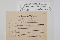 陵齒蕨、鱗始蕨藏品圖，第2張