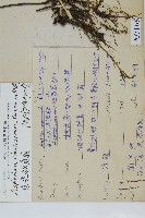 薄葉孔雀鐵角蕨、邊孢鐵角蕨藏品圖，第2張