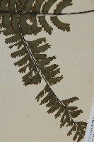 薄葉孔雀鐵角蕨、邊孢鐵角蕨藏品圖，第4張