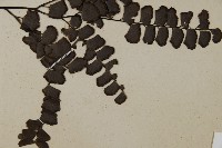 扇葉鐵線蕨藏品圖，第3張