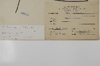 扇葉鐵線蕨藏品圖，第2張