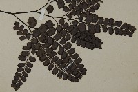 扇葉鐵線蕨藏品圖，第3張