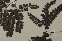 扇葉鐵線蕨藏品圖，第4張