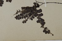 扇葉鐵線蕨藏品圖，第5張